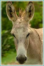 Oceanfront Home Rental, Cruz Bay, Coral Bay, st johns, caribbean